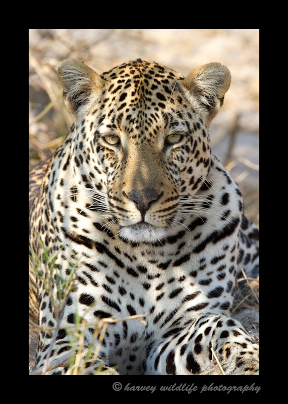 Picture of a big male leopard