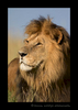 Picture of Lipstick, a male lion in the Masai Mara National Reserve. Photo by Greg of Harvey Wildlife Photography.