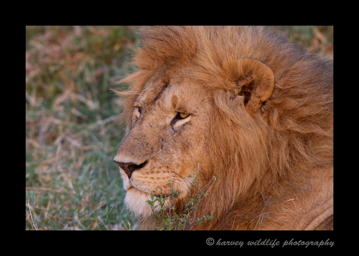 Male_Lion_Masai_Mara_1