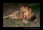 Male_lion_yawn