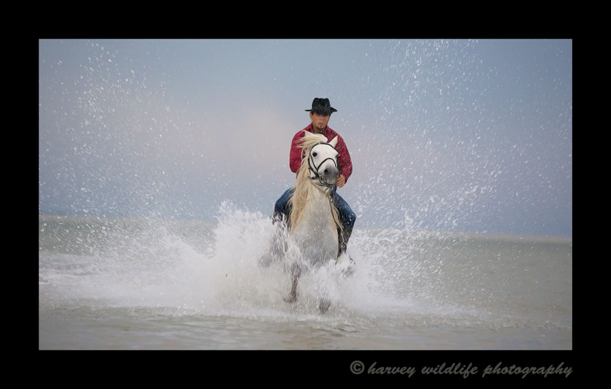 Picture of a man on a Camargue horse galloping in an etang in Southern France. Photograph by Harvey Wildlife Photography. This image was edited to resemble an oil paiting.