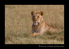 One of the four year old male lions from the Marsh Pride in the Masai Mara in Kenya.