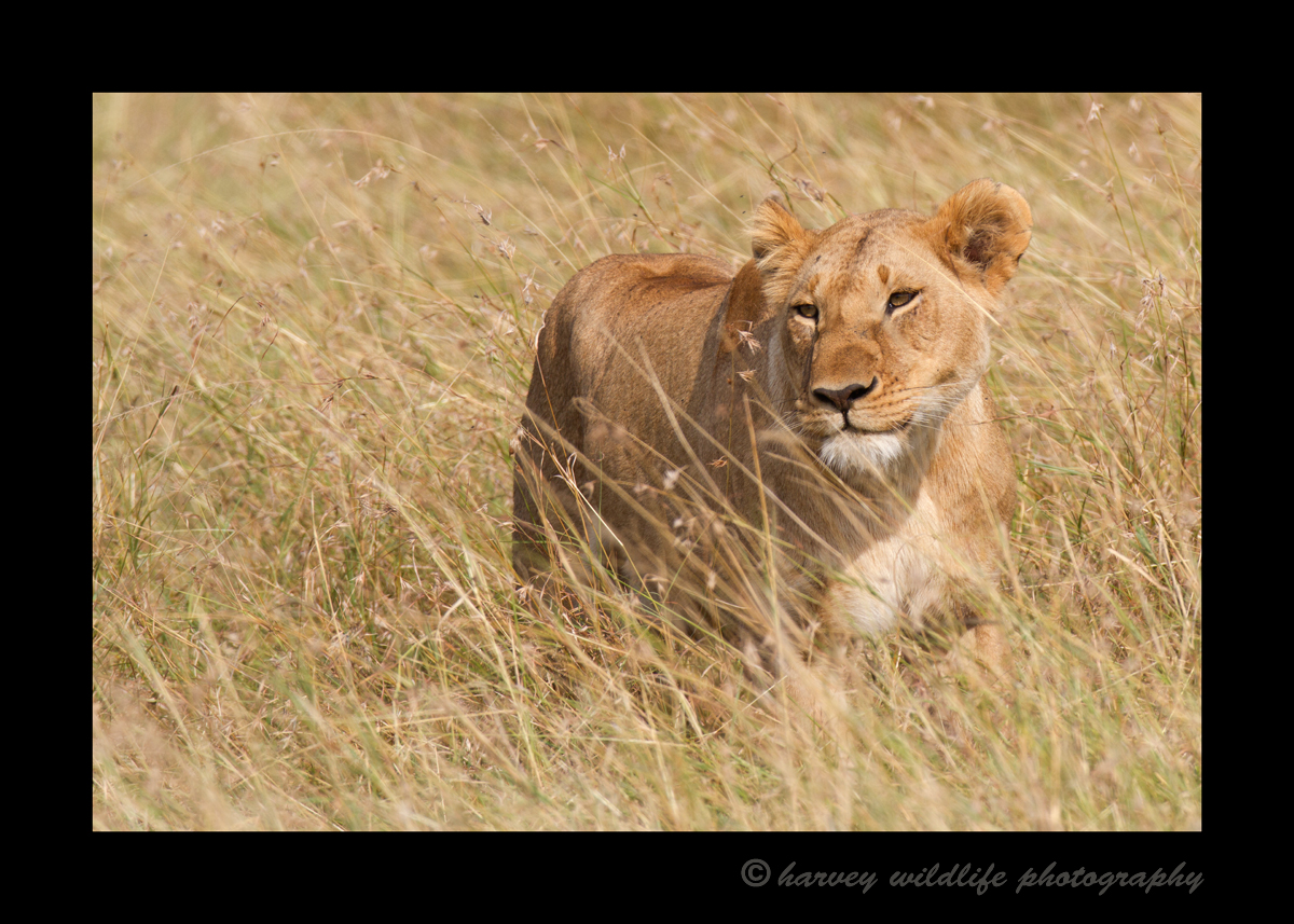 lioness stalking in long grass in the Masai Mara