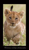Lion cub running toward the camera.