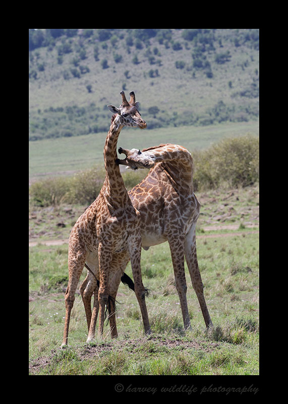 Masai Giraffes Fighting