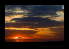 Masai Mara Sunset picture with Acacia Tree