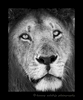 Picture of a male lion named Blackie from Kenya's Masai Mara National Park. 