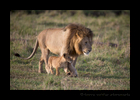 Marsh Lion King and Cub