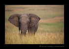 Picture of a lone elephant in the Masai Mara in Kenya. Photo by Greg of Harvey Wildlife Photography. This image was taken while on safari at Little Governors Camp.
