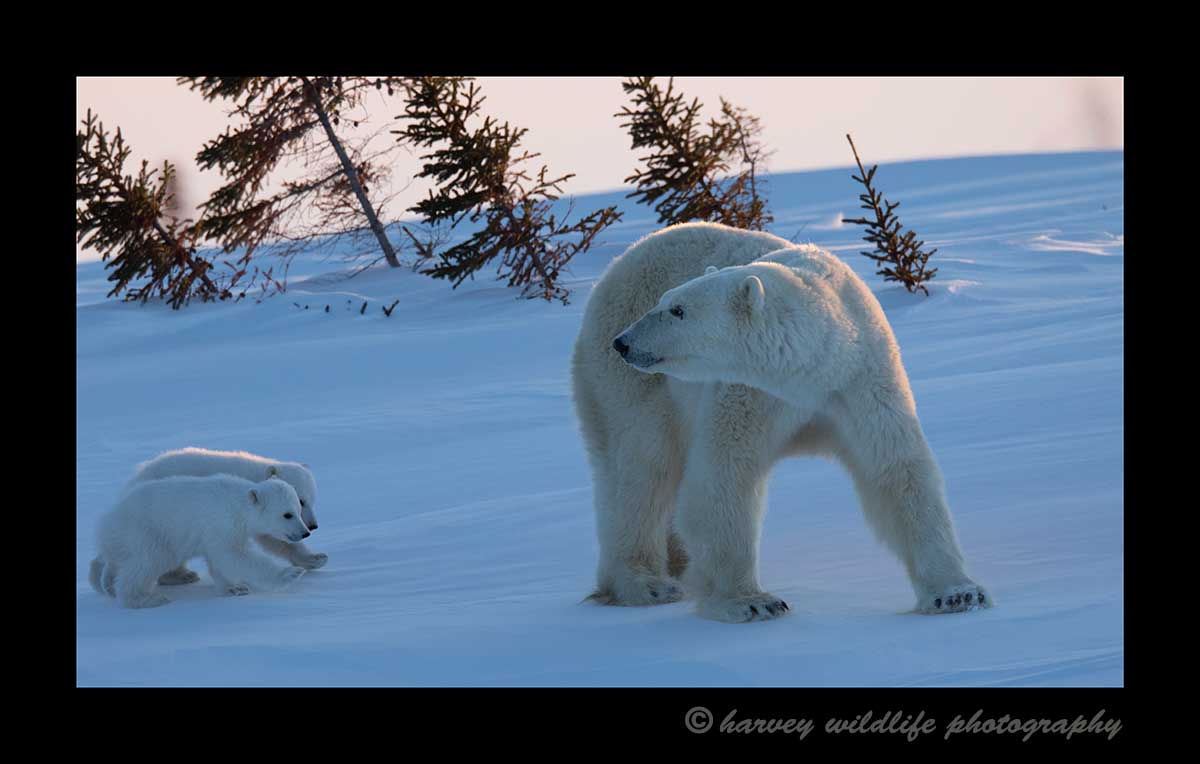 Mom and twins in Wapusk National Park. Photgraphy by Harvey Wildlife Photography.