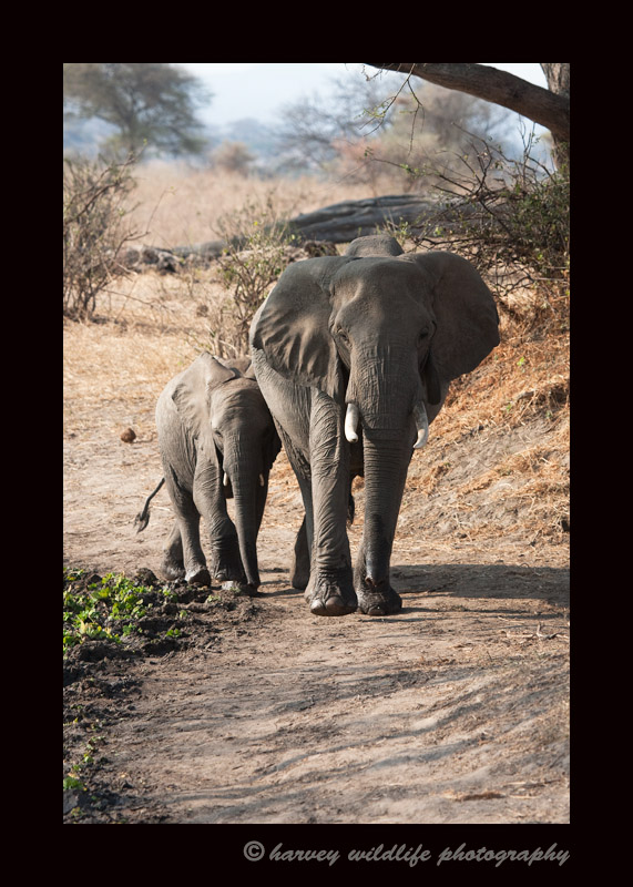 This mother and daughter were the last of 50 or so elephants on their way to a swamp for a drink. 