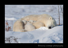 This polar bear famliy has a little nap before continuing on to Hudson Bay.