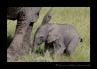 Picture of a new born elephant in the Masai Mara National Reserve in Kenya. Photo by Harvey Wildlife Photography. This ellie baby is likely only a few days to a week old. Watching her was cute because she kept going from elephant to elephant trying to nurse. She would get confused not knowning which one was her mommy.
