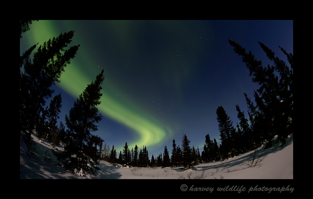 Northern Lights trails in a forest in Wapusk National Park. Photograph by Harvey Wildlife Photography.