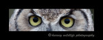 Owl-Eyes