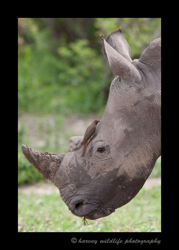 Ox_pecker_Rhino_South_Africa_2008