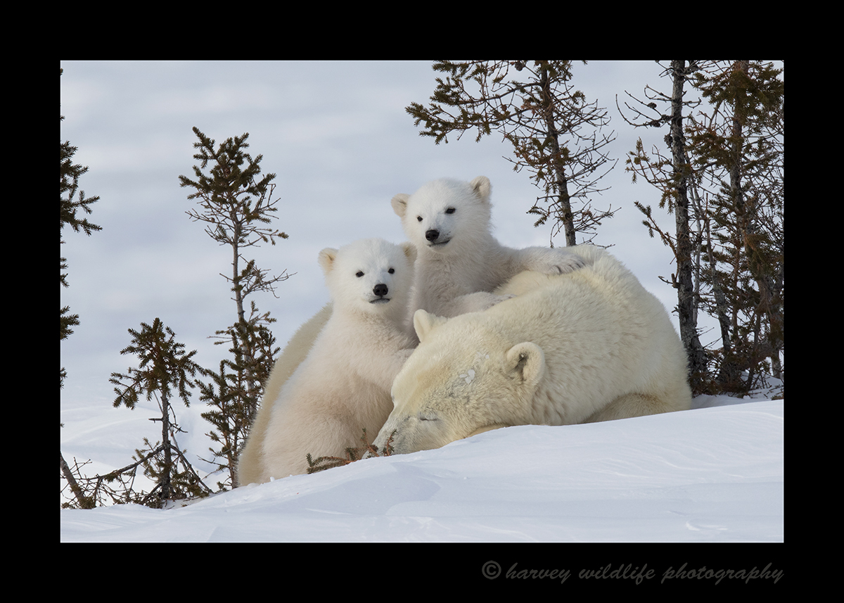 Polar Bear Twins on Mom