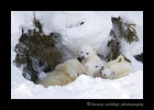 This polar bear family rests in a day den before continuing on the next leg of their jouney on to Hudson Bay.