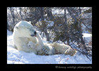 Polar-bear-bath-time