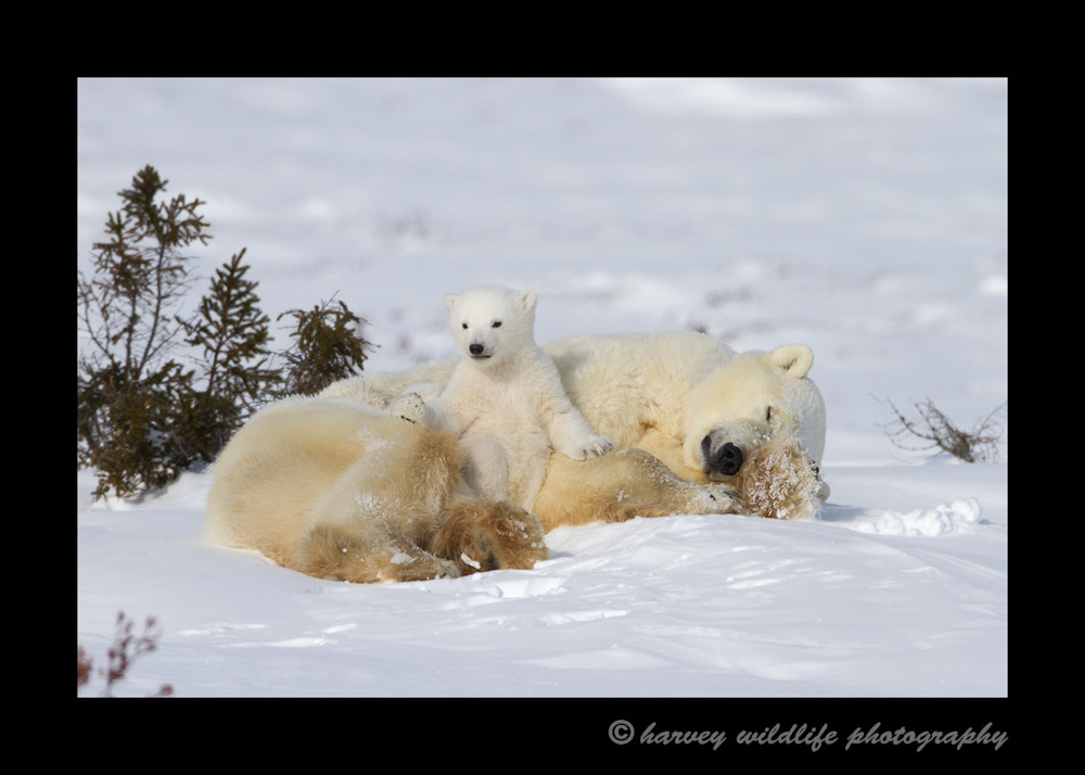 I got a kick out of this polar bear cub as he reclines on his mother as though she is an easy chair.