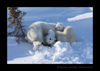 Photo of polar bear cubs with mom