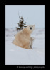 Polar Bear Mom and Cub II