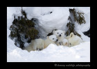 Polar Bear Triplets II