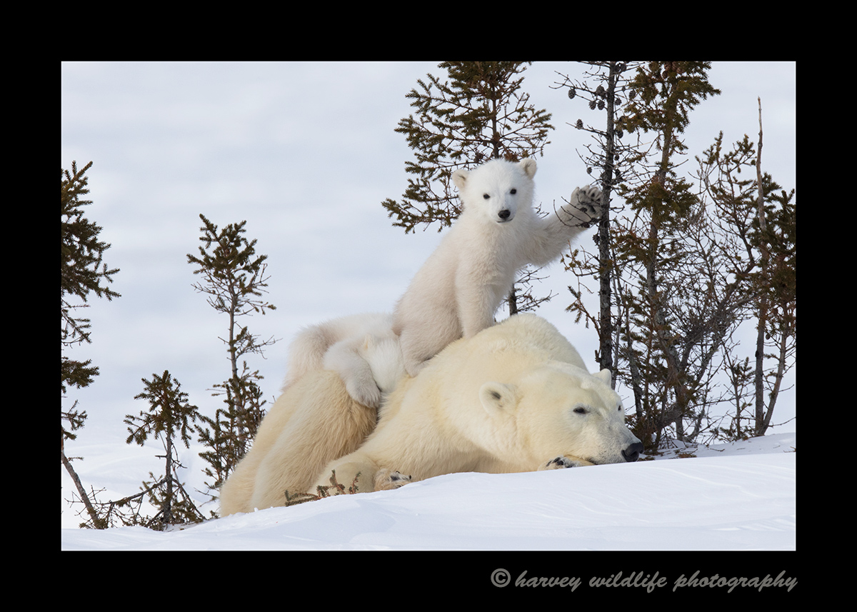 polar bear cub on mom\'s back while playing with a tree in Wapusk National Park. Photography by Harvey Wildlife Photography