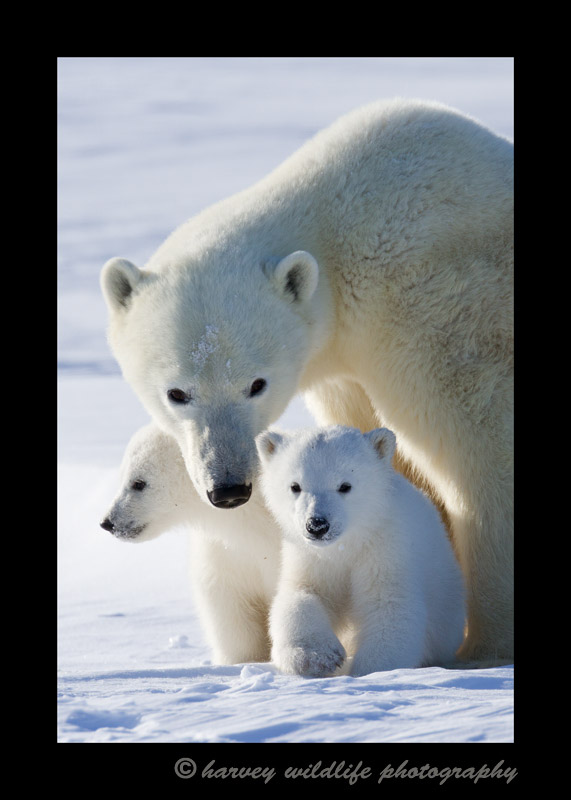 Polar bear family portrait in Wapusk National Park, Manitoba 2013.