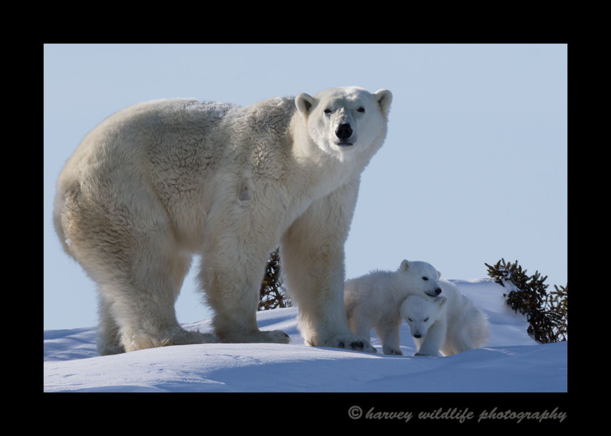 polar bear mom and twins in Wapusk National Park.
