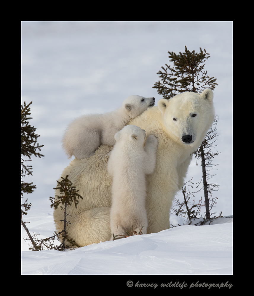 Polar Bear cub climbs on mom's back