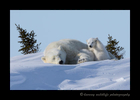 Polar Bear Salute
