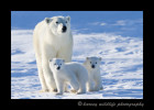 Polar_Bears_Hudson_Bay_1