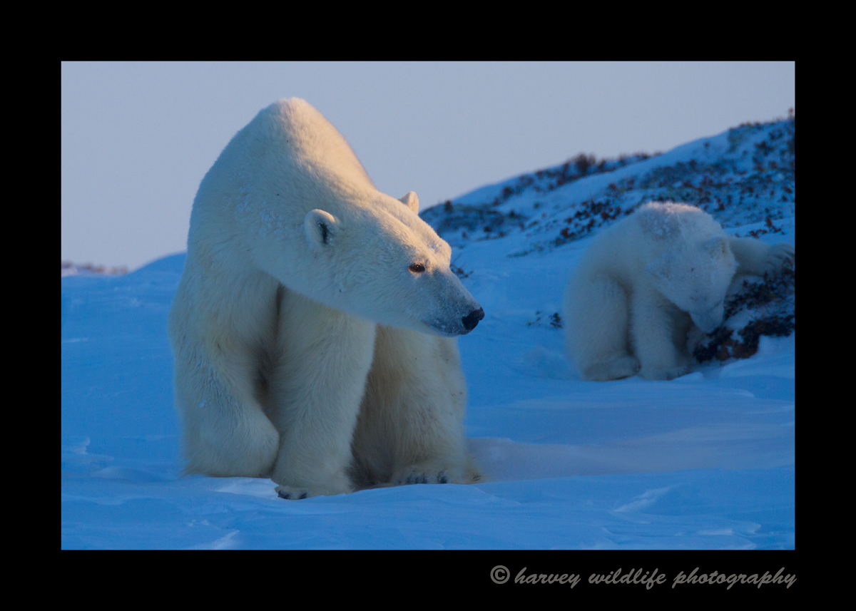 Polar_bear_2013
