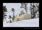 polar_bear_twins_2015