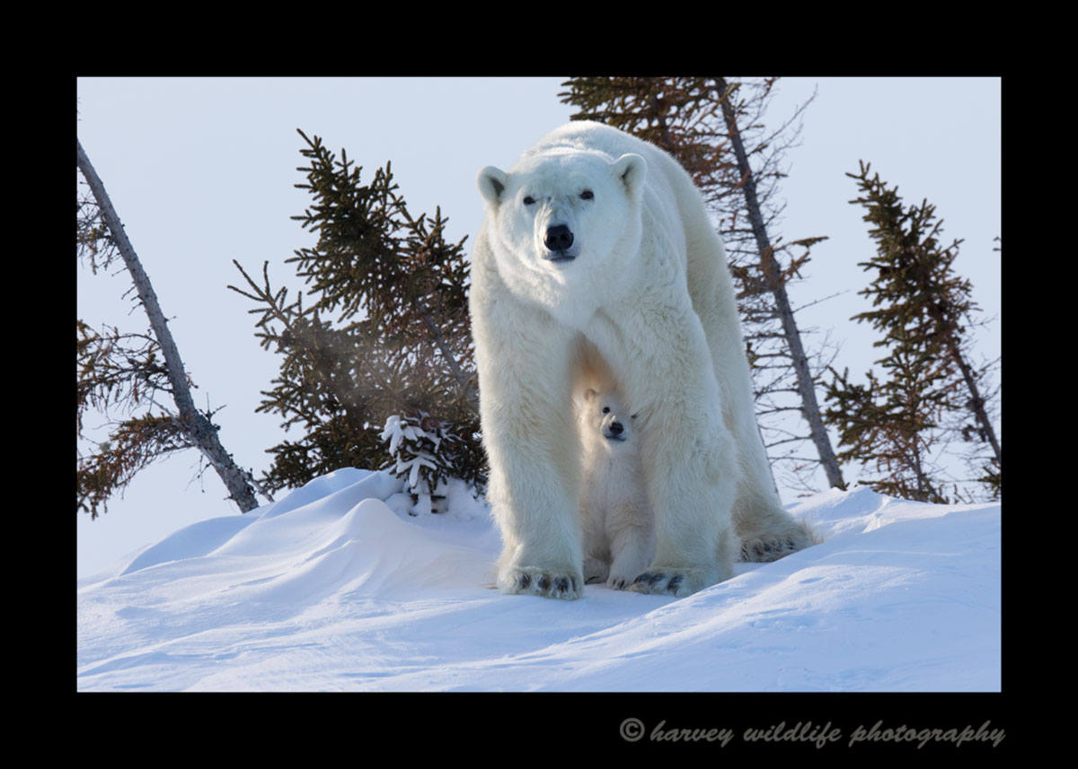 Polar bear cub taking refuge under moms legs in Wapusk National Park.