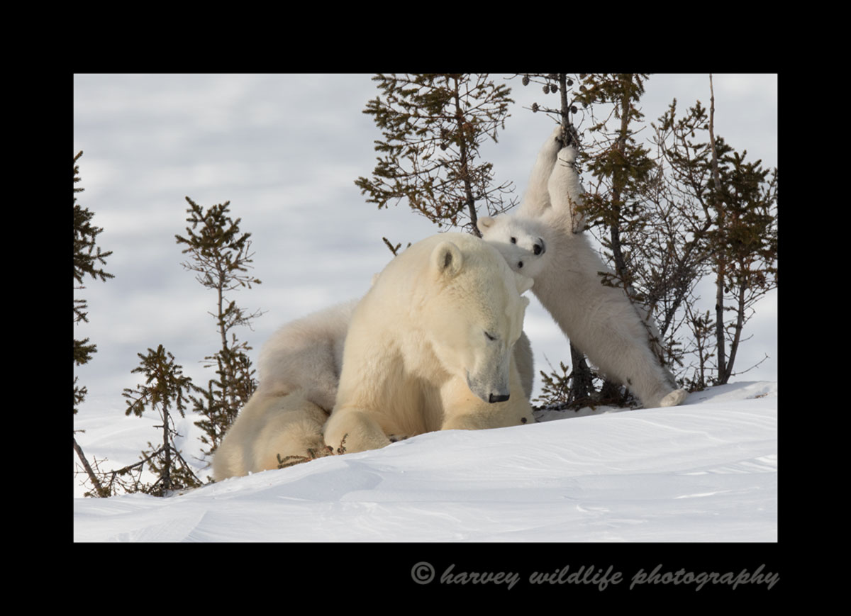 polar bear playing on a tree in Wapusk National Park