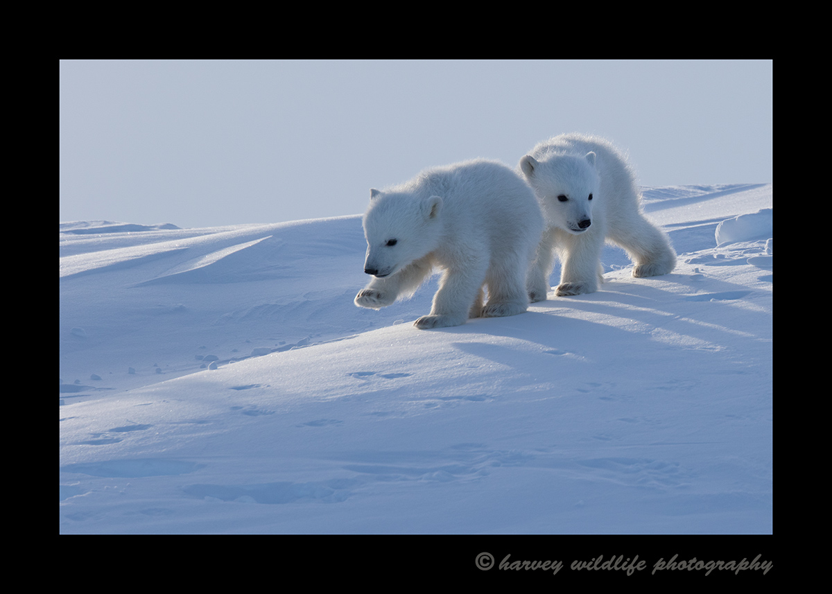 Polar Bear Cubs Walking 2015