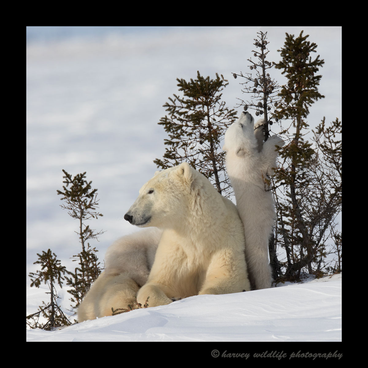 Polar bear cub picking and eating acorns in Wapusk National Park
