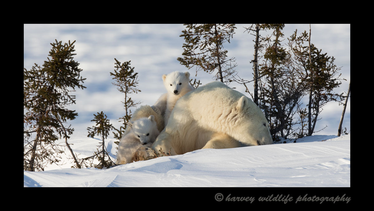 Polar bear family portrait in Wapusk National Park. 