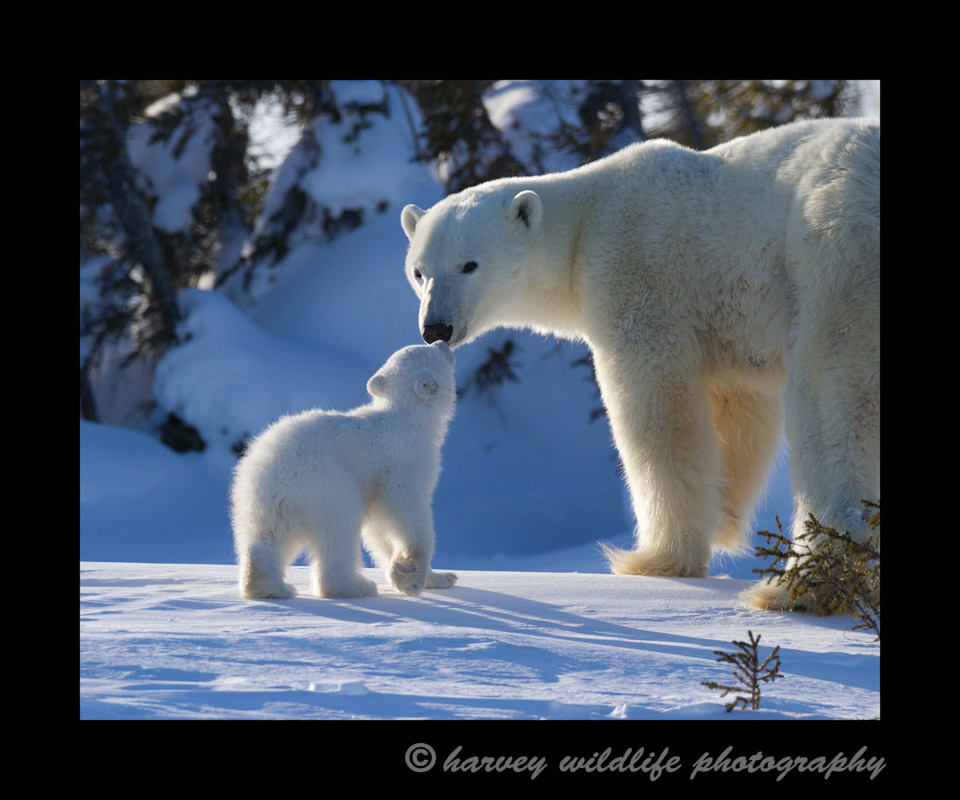Picture of a polar bear mother and cub touching noses.