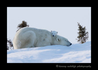 Picture of a polar bear cub resting her head on mom in Wapusk National Park, Manitoba.