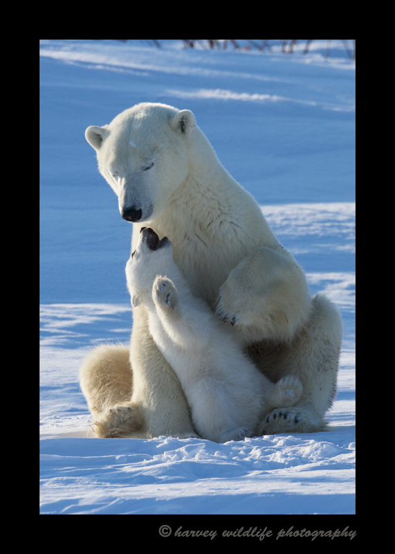 Polar_bear_mom_and_cub_playing