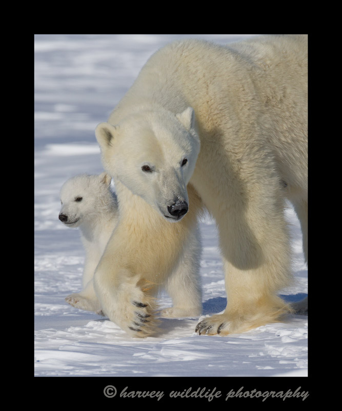 Polar_bear_mom_and_cub_walking