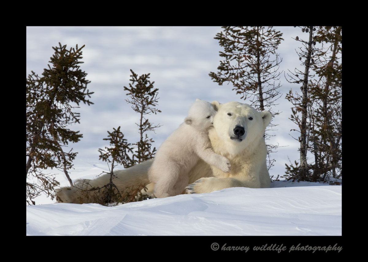 Polar bear cub sharing a secret with mom in Wapusk National Park.