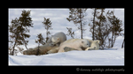 Polar bear twins playing on their mother in Wapusk National Park.