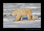 Polar bear mom and cubs walking in Wapusk National Park, 2015.