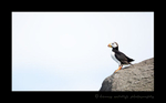 Puffin on a Rock
