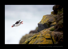 Picture of a puffin flying off the Latrabjarg cliffs in Iceland.