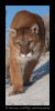 Meet Charlie the resident cougar. He is a wildlife model living in Montana.